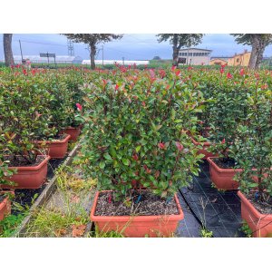 Červienka Fraserova (Photinia × fraseri) ´LITTLE RED ROBIN´ - výška 80-100, šírka kvetináča 60x30 cm (-24°C) OKRASNÝ KVETINÁČ - STENA
